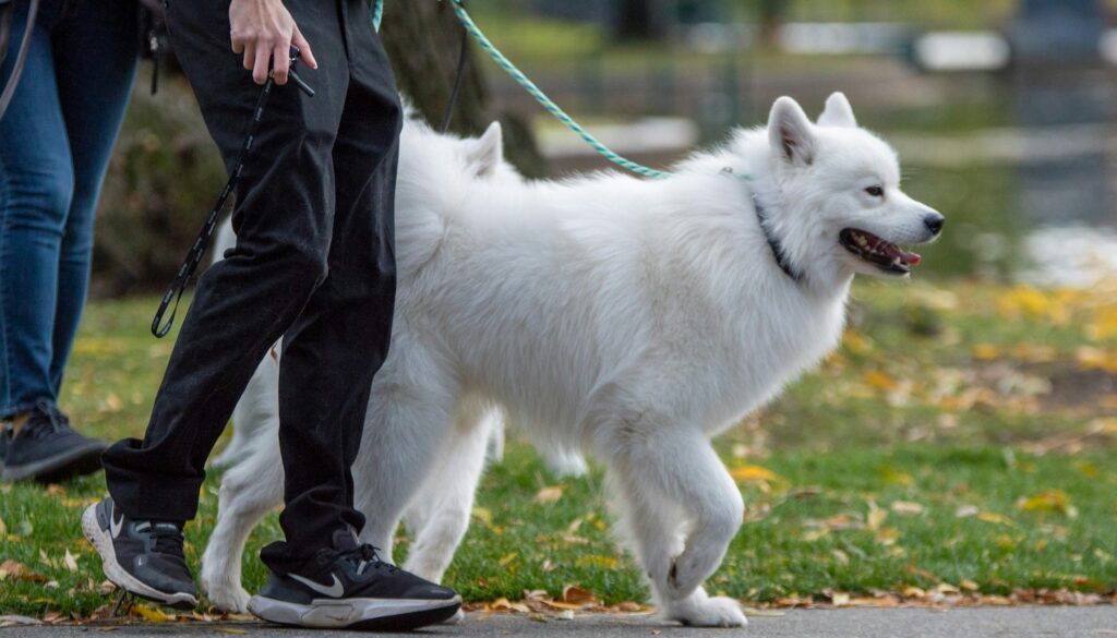 How Ontario Law Handles Injuries Caused by Dog Bites