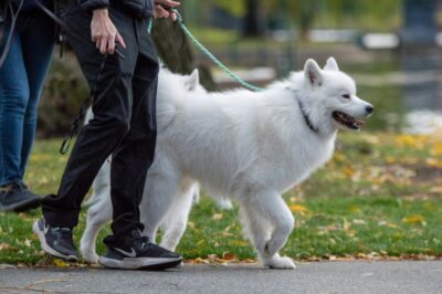 How Ontario Law Handles Injuries Caused by Dog Bites